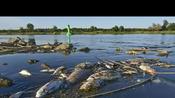 La cause de la pollution du fleuve Oder, entre la Pologne et l'Allemagne, reste inconnue