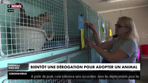 Une dérogation au confinement accordée pour l'adoption d'animaux