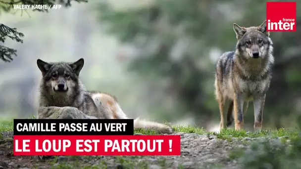 Le loup est partout !