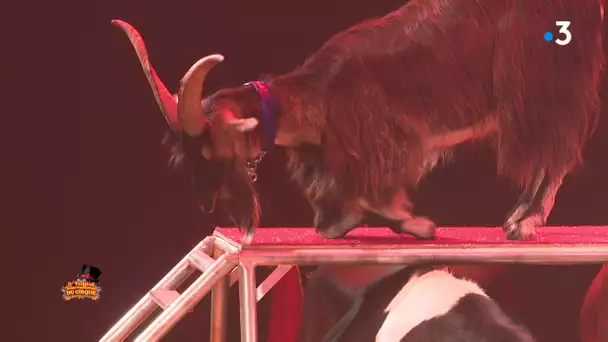 Cirque : numéro avec les animaux de la ferme de Willy Lauenburger