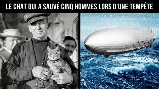 Ce Chat Fantastique A Sauvé Un Dirigeable D’une Tempête