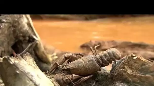 Rivière "orange", une catastrophe écologique qui touche la Slovaquie et la Hongrie