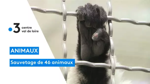 Zoo refuge de la Tanière : 46 animaux sauvés, fauves, primates, oiseaux...