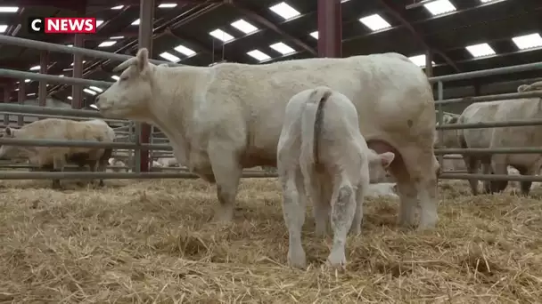 Idéale, égérie de l'édition 2020 du Salon de l'agriculture, est une vache charolaise