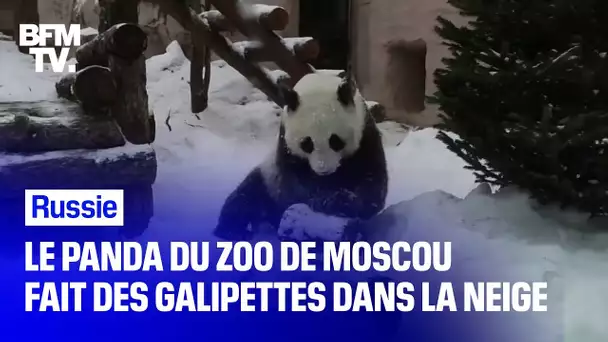 Le panda du zoo de Moscou s'amuse à faire des galipettes dans la neige