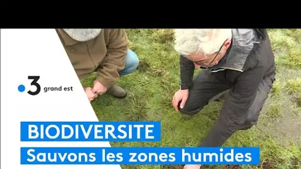 Biodiversité : sauvons les zones humides