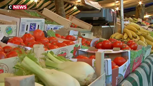 Les tomates bio ne pourront plus pousser sous serre