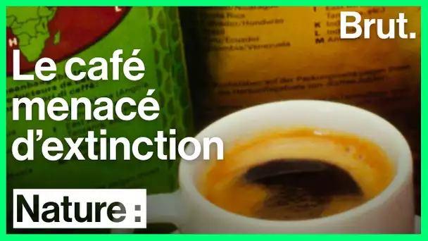 60 % des espèces de café sauvage pourraient disparaître