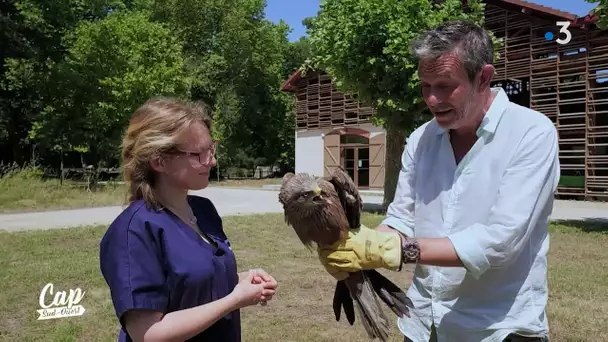 Cap Sud Ouest: Nouvelle Aquitaine, des animaux et des hommes (replay)