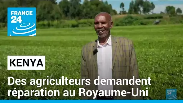 Au Kenya, des agriculteurs tentent de récupérer les plantations de thé volées par le Royaume-Uni