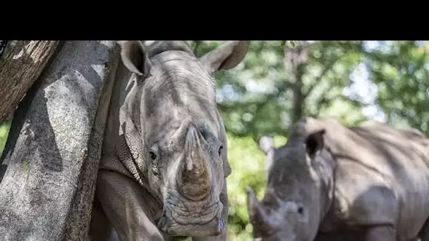 30 rhinocéros blancs introduits au Rwanda : un transfert de mastodontes inédit