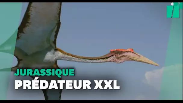 Ce reptile volant est le plus grand jamais découvert au Jurassique