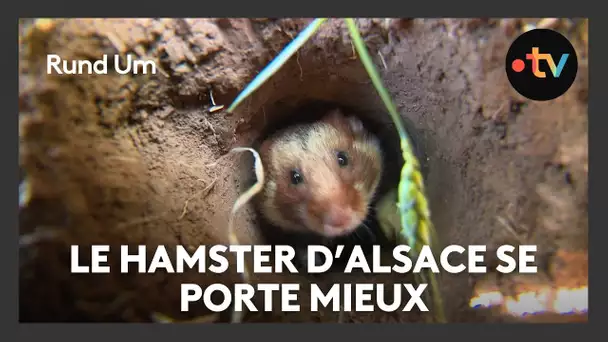 Des agriculteurs s'engagent pour protéger le grand hamster d'Alsace