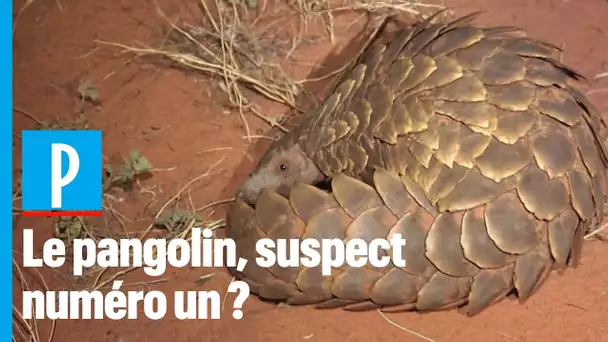 Le pangolin pourrait avoir transmis le coronavirus à l'homme