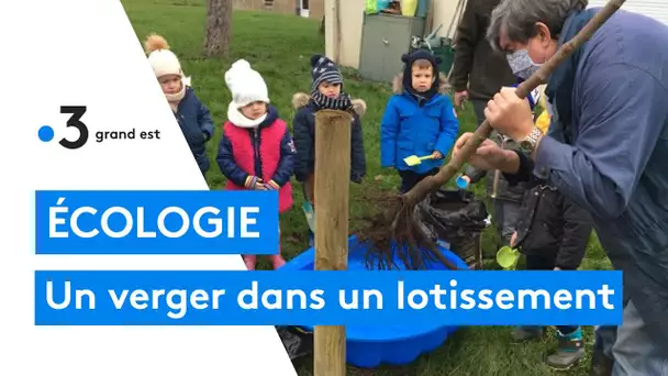 Un verger pour les enfants dans un lotissement