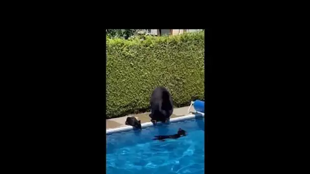 Canicule au Canada : des ours trouvent un peu de fraîcheur dans une piscine