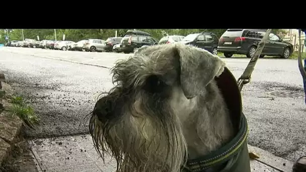 Une mystérieuse épidémie canine en Norvège