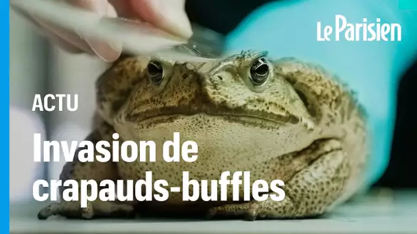 Taïwan touché par une invasion de crapauds-buffles, une espèce toxique