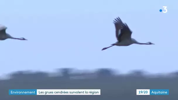 Les grues cendrées sont en pleine migration