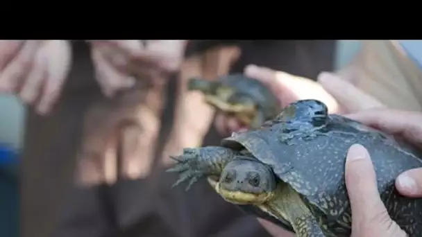 Les tortues mouchetées, princesses vulnérales de l'Illinois