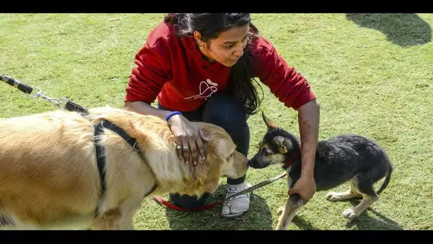 Pabete, la plateforme de garde d'animaux séduit les particuliers : "Ça a explosé"