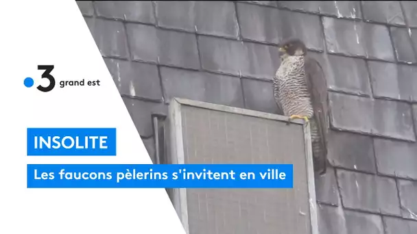 Insolite : les faucons pèlerins s'invitent en ville