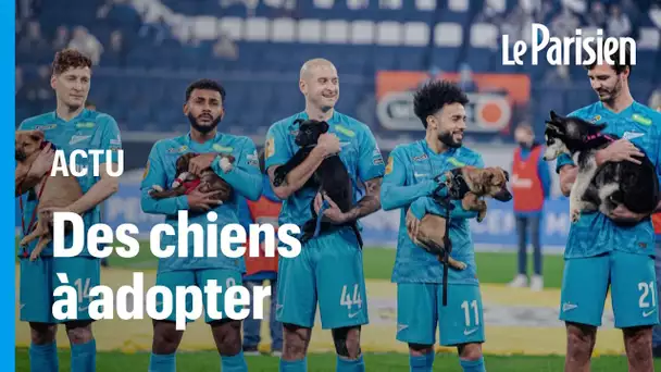 Les joueurs du FC Zénith entrent sur la pelouse avec des chiens dans les bras