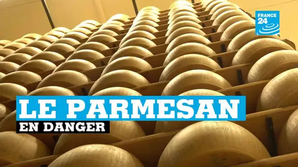 Italie, parmesan en danger