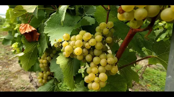 Pour les fêtes, découvrez notre sélection de champagnes écolos