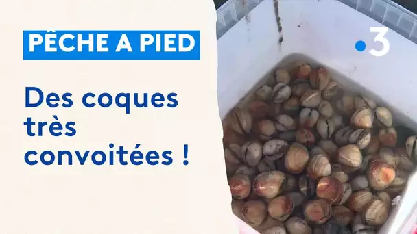 Pêche à pied : des coques très convoitées