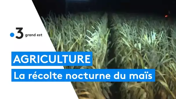 Agriculture : la récolte nocturne du maïs