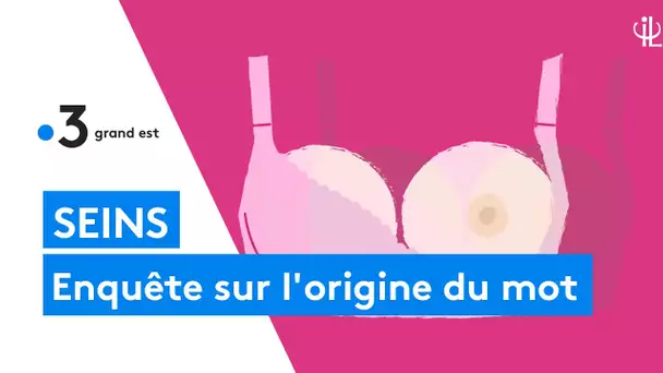 Enquête sur l'origine étymologique du mot "sein"