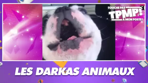 Le top 20 des vidéos darkas sur les animaux !