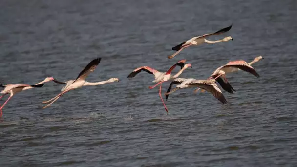 Les oiseaux migrateurs pourraient perdre une zone protégée essentielle en Albanie
