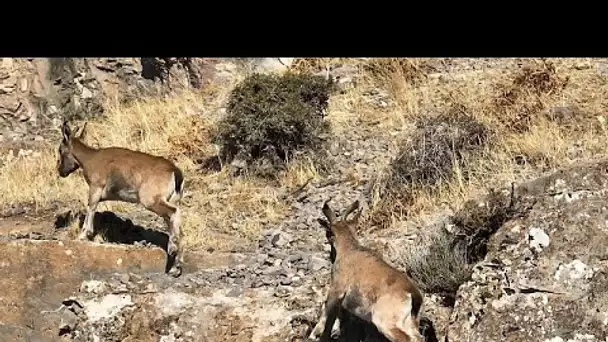 Comment les efforts de conservation de l'Ouzbékistan restaurent la biodiversité