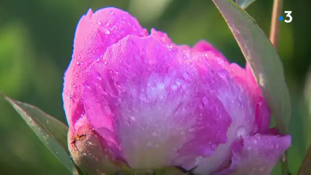 En juin, c'est le temps des pivoines en Franche-Comté