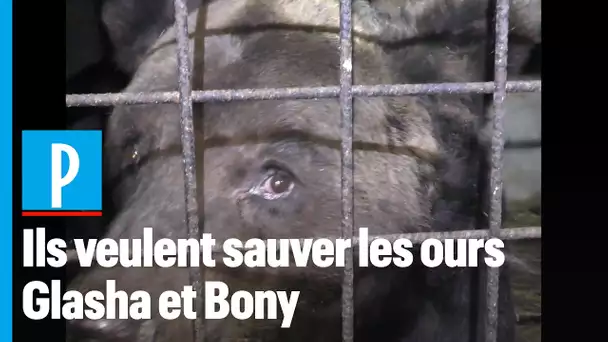 « Il faut sauver les ours Glasha et Bony »