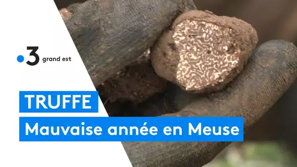 Mauvaise année pour la récolte de la truffe de Meuse