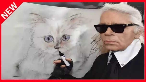 ✅  Choupette : que devient la chatte de Karl Lagerfeld depuis la mort du créateur ?