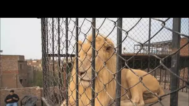 Comme un lion en cage : au Pakistan, la mode des grands félins "domestiques"