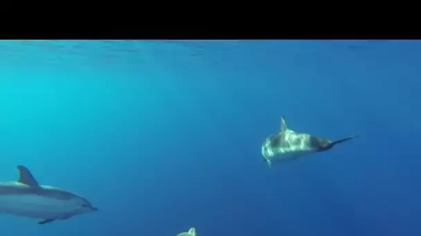 Sauvons la Méditerranée : à bord de la 'Croix du Sud'