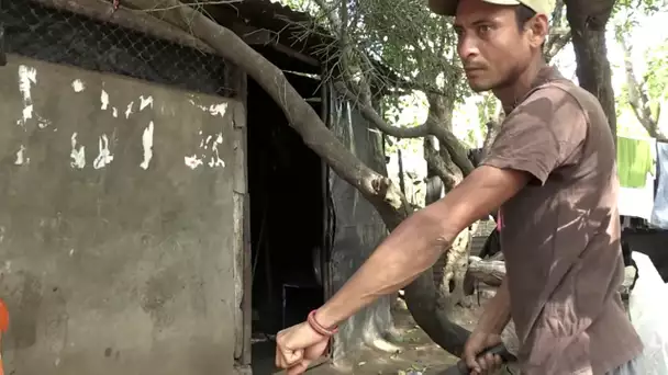 Nicaragua : mortelle canne à sucre