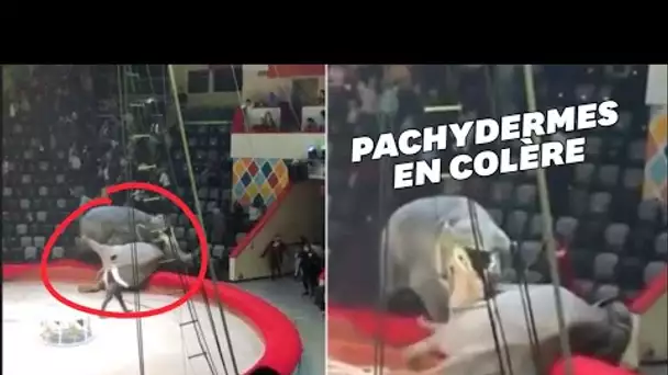 Scène de panique dans un cirque russes où deux éléphantes se battent