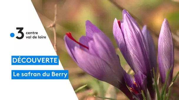 Moulins-sur-Yèvre : un safran du Berry cultivé depuis près de 10 ans