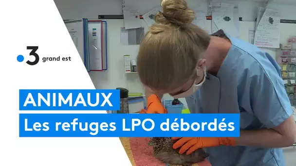 Les refuges LPO débordés cette année