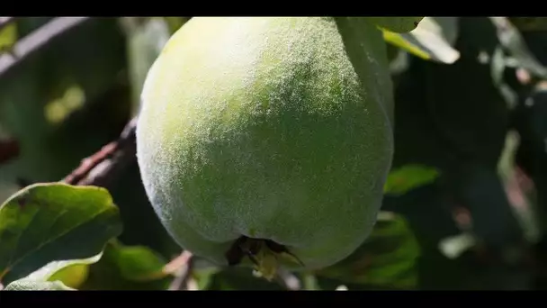 La recette du cotignac