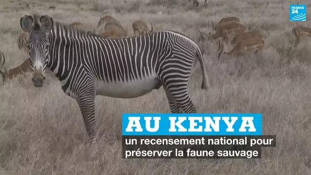 Au Kenya, un recensement national pour préserver la faune sauvage • FRANCE 24