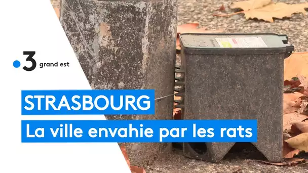 Strasbourg est envahie par les rats