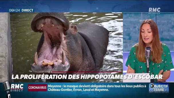 Quand les hippopotames de Pablo Escobar menacent l'écosystème du bassin de Magdalena en Colombie