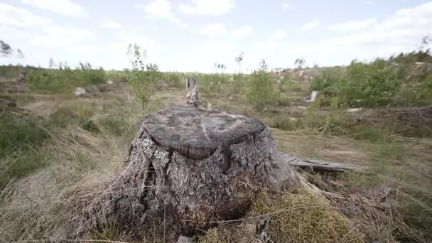 Comment les coupes rases mettent à mal les forêts européennes